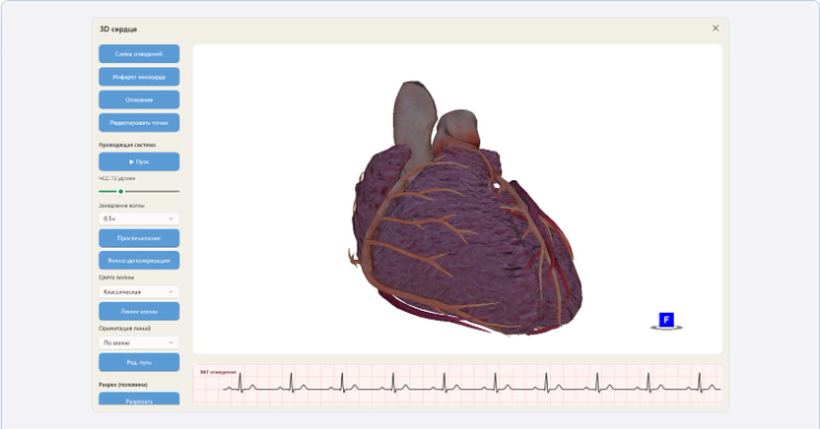 3D модель сердца в CardioSimulator